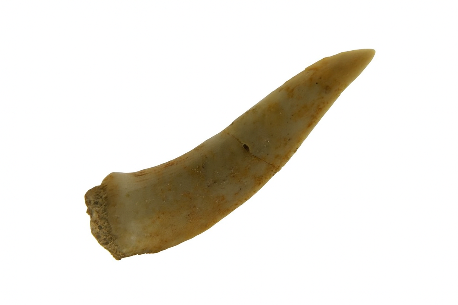 Salmon related Tooth.